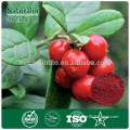 Hot Sell 100% Natural Cranberry Fruit Powder with Competitive prices